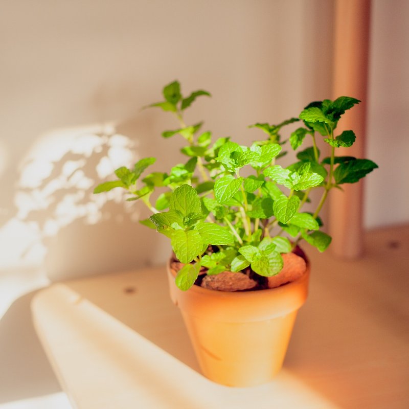 [Home Herb Garden] Mint Potted Plants | Cool and Refreshing | Edible Potted Plants - Plants - Plants & Flowers Green