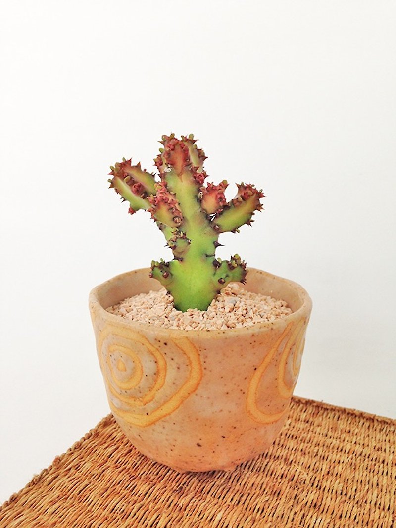 Small ceramic plant pot for cactus , handmade pottery , small pot - Plants - Pottery Brown