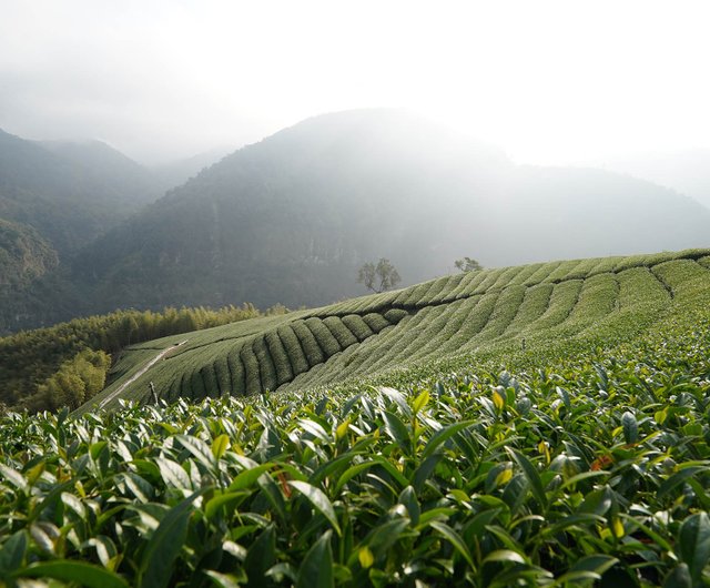 杉林溪】台灣高山烏龍茶手採青心烏龍一心二葉金黃水色帶花香- 設計館端