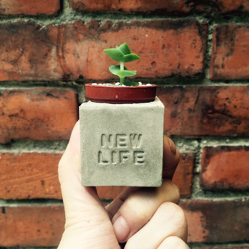 New life, new life, new beginning ~ succulent magnet potted plants - Plants - Cement Gray