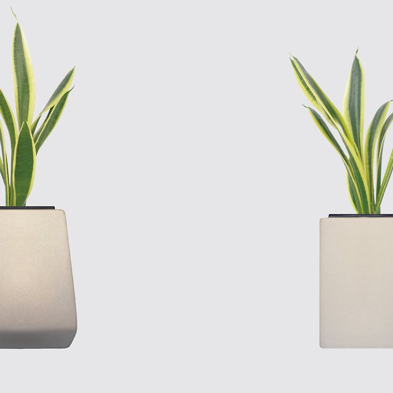 │ Square Pot Series│Long-necked Saxorchi - Air Purification Hydroponic Plant Indoor Potted Plant - Plants - Plants & Flowers 