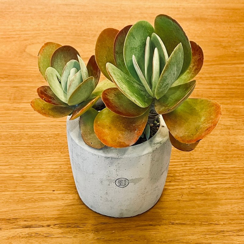 【Wild Grass, Not So Wild - Limited Time Offer】 Kalanchoe 'Mint Snow' / Little Rock Pot - ตกแต่งต้นไม้ - พืช/ดอกไม้ สีเขียว