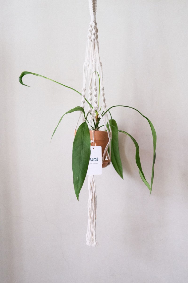 飄帶火鶴 Anthurium vittarifolium x 麻繩吊繩/一物一拍 - 盆栽/植栽 - 植物．花 