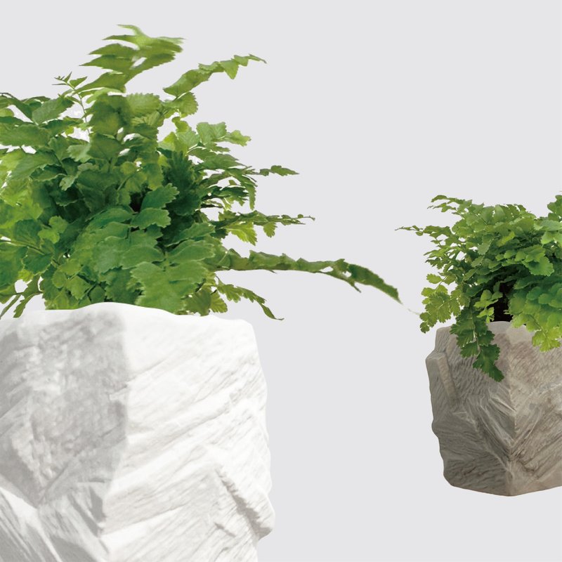 │ 方盆系列 │澎湖蕨 - 空氣淨化 陶瓷盆器 水耕植物 室內盆栽 - 植栽/盆栽 - 陶 