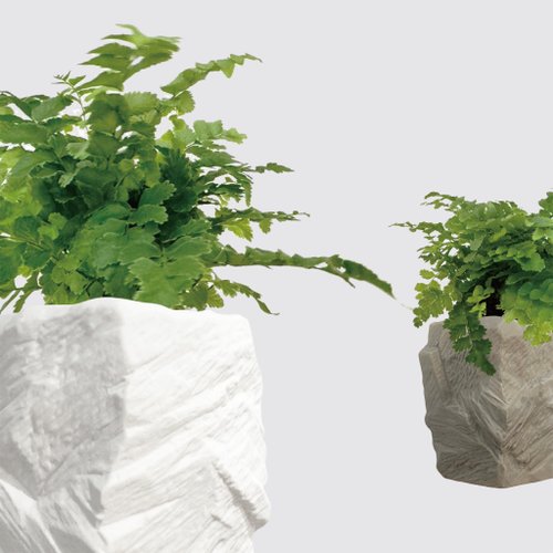 森多 水耕植研所 │ 方盆系列 │澎湖蕨 - 空氣淨化 陶瓷盆器 水耕植物 室內盆栽