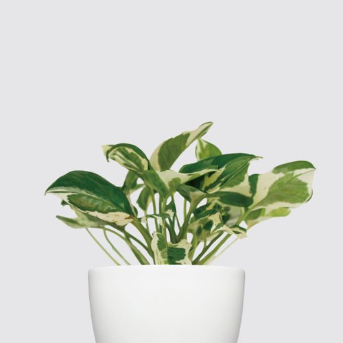 森多 水耕植研所 │犀力系列 │日本白金葛 - 水耕植物 室內盆栽 自動補水