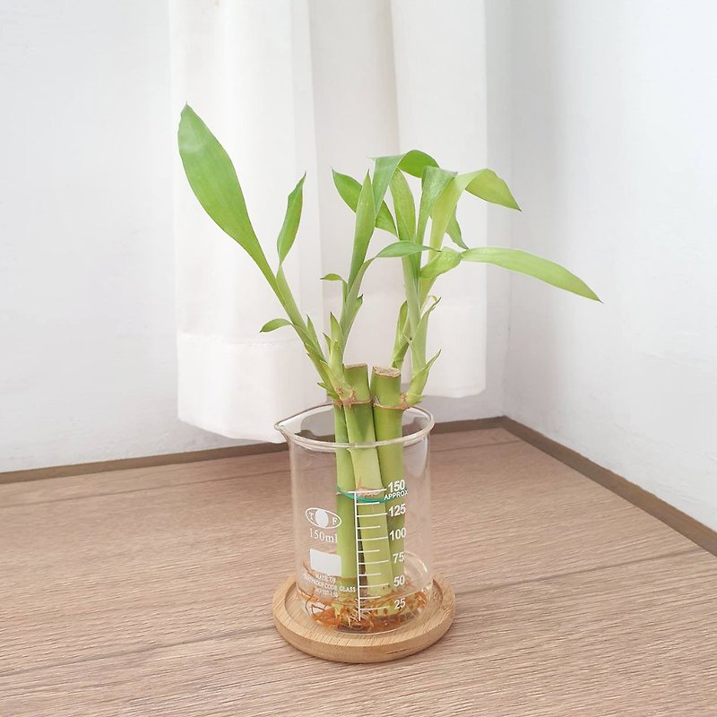 ラッキーバンブー水耕植物 - 観葉植物 - ガラス 透明