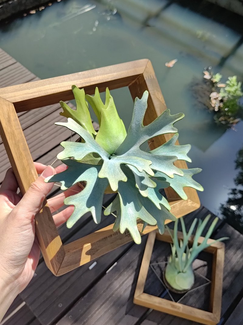 P.willinckii 'OMG' 侏儒爪哇 鹿角蕨 皮革工藝 - 擺飾/家飾品 - 真皮 綠色
