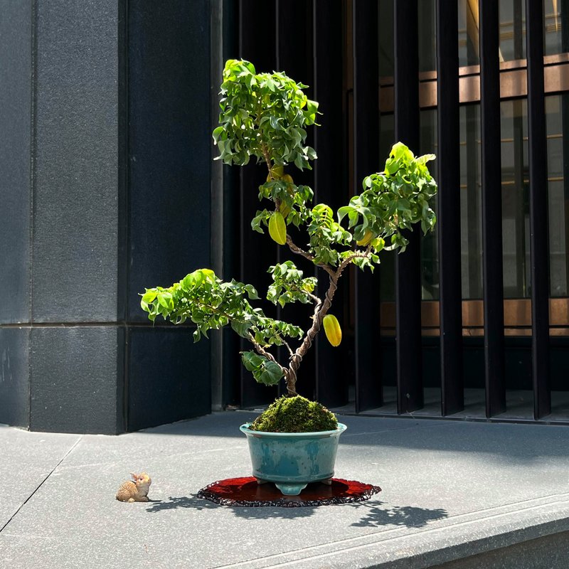 姬楊桃∣中品果物盆栽 開花中 - 植栽/盆栽 - 陶 