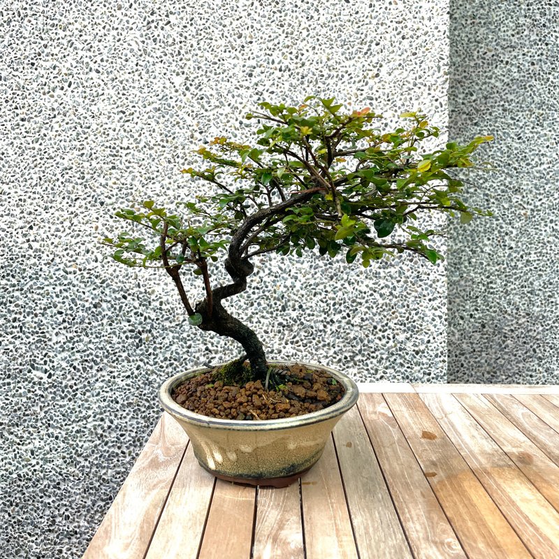 Small potted plant-Fenggang persimmon and red sandalwood bonsai - ตกแต่งต้นไม้ - พืช/ดอกไม้ 