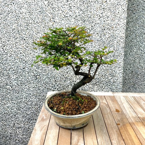 紫砂鉢 雲足大飄口四方鉢 凛々しく 弾子鉢 盆栽鉢｜陶芸