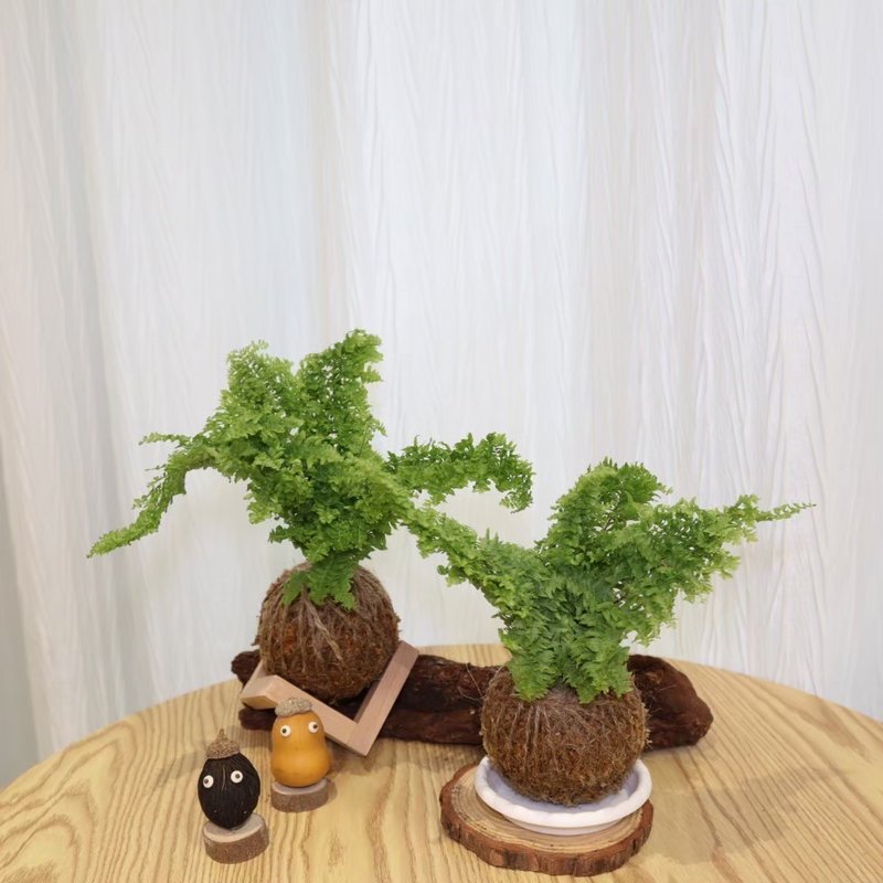 |蕾絲蕨苔球| 贈送塑膠底座 / 植男人紳 手作苔球 - 植栽/盆栽 - 植物．花 綠色