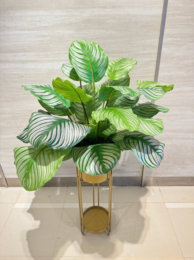 高擬真蘋果竹芋葉植栽 免運專人配送限雙北市 其餘地區需補運費 - 盆栽/植栽 - 其他材質 綠色