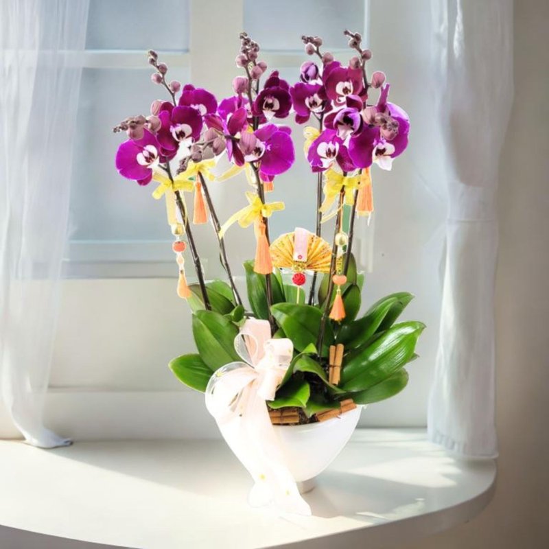 8 Michelle Large Flower Phalaenopsis Orchids with festive ornaments (GF00309) - Plants - Plants & Flowers 