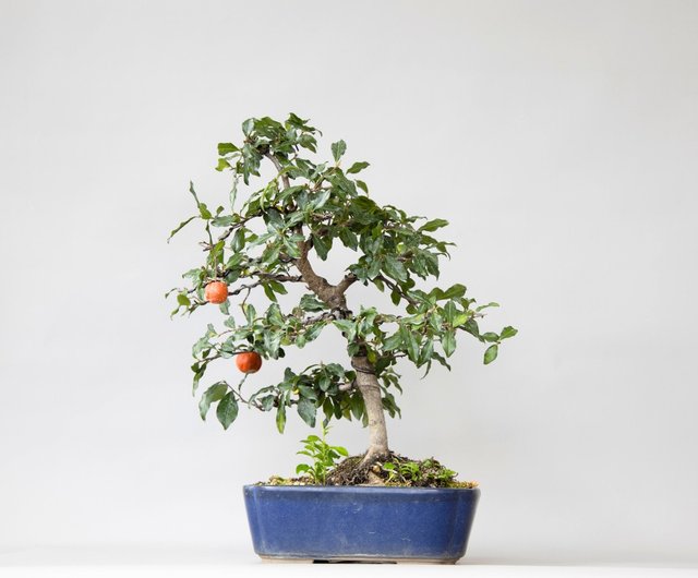 常盤柿 Persimmon | 盆景星球 Bonsai Planet