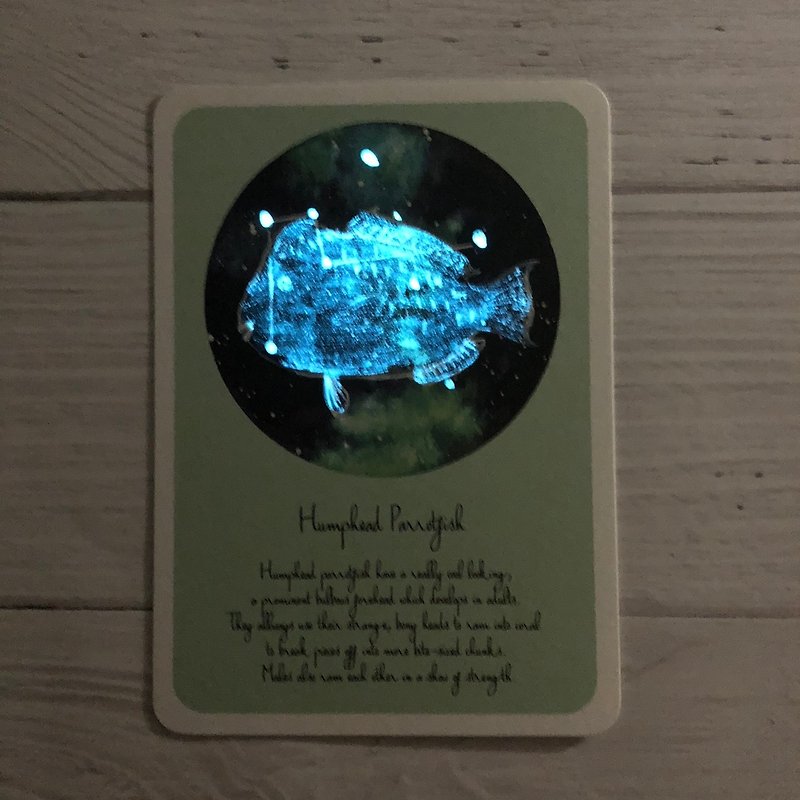 急いでいるブダイの星空のポストカード（蛍光） - カード・はがき - 紙 