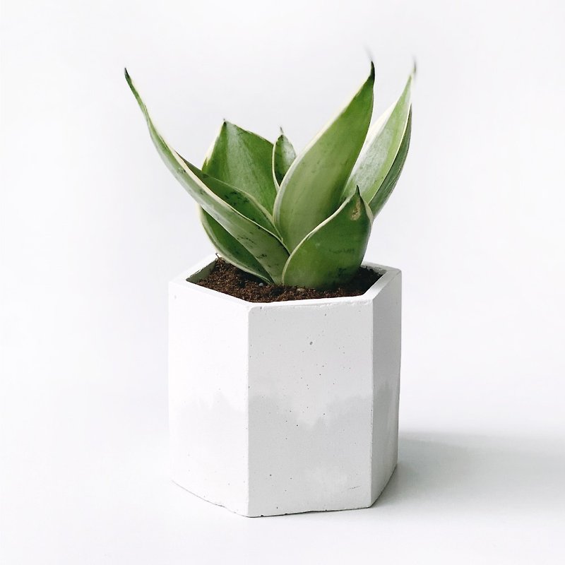 (Limited) Air purifying good helper Silver leaf short leaf tiger tail orchid hexagonal two-color gradient Cement pot - ตกแต่งต้นไม้ - พืช/ดอกไม้ สีเทา