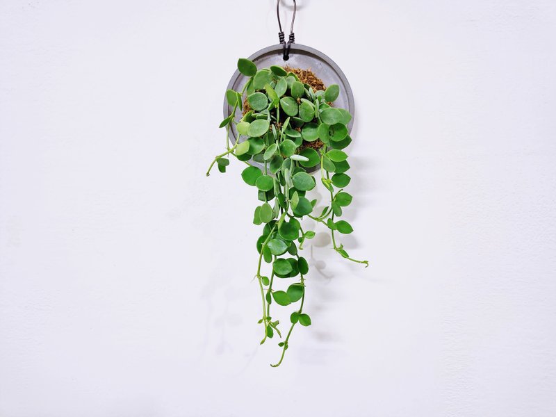 Money vine plant on Cement board│Indoor plants│Window plants│Foliage plants - ตกแต่งต้นไม้ - พืช/ดอกไม้ สีเขียว