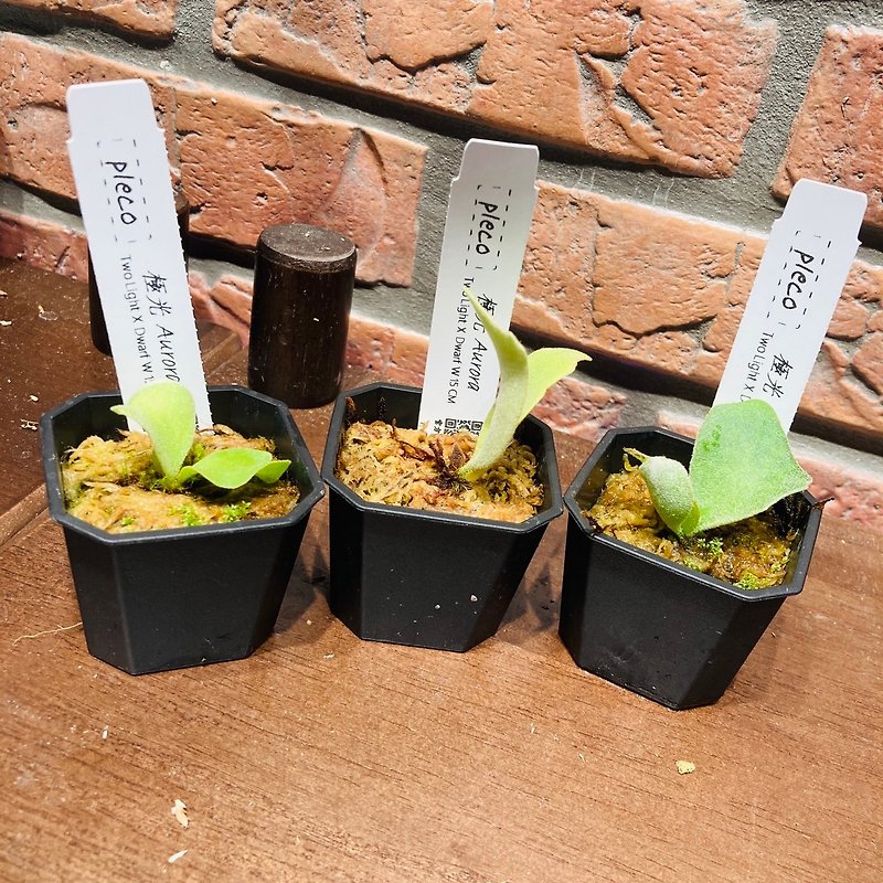 [Pleco Staghorn Fern] Aurora 2-inch pot (choose the best, don’t pick the pot) - Plants - Plants & Flowers Green
