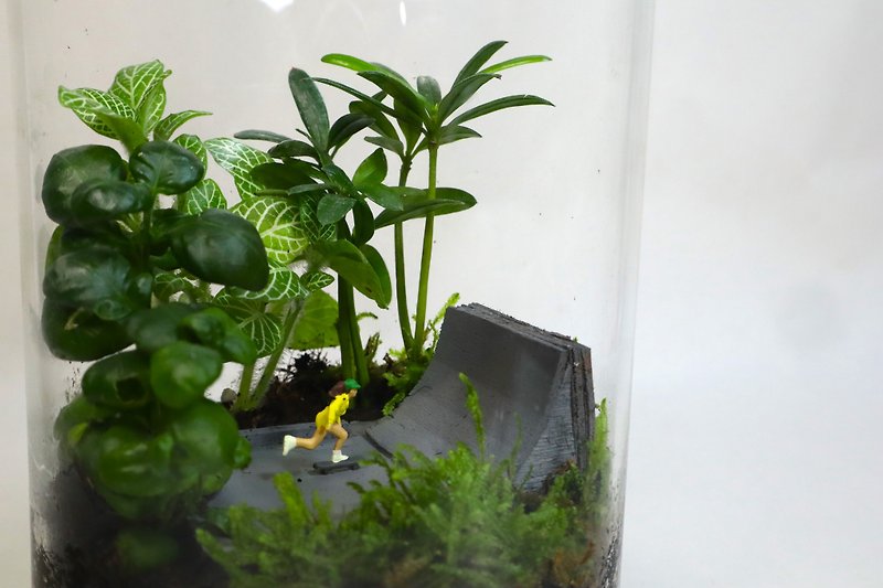 [Micro Landscape] Huali’s debut - skateboard/micro landscape/indoor potted plants/birthday gift - ตกแต่งต้นไม้ - แก้ว สีเขียว