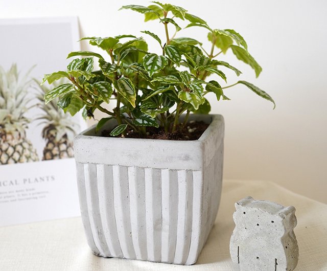 竒花物 シルバー静脈冷水花セメント鉢植え観葉植物小さな鉢植えの誕生日プレゼント ショップ Chiplantflowers 観葉植物 Pinkoi