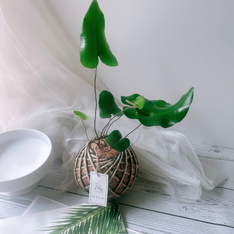 苔球 心葉蕨 心願蕨 室內植栽 - 盆栽/植栽 - 植物．花 