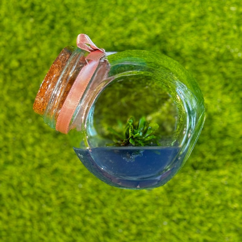 小室瓶栽 蕨類植物系列 爆炸頭山蘇 自然風3號瓶 - 植物/盆栽/盆景 - 植物．花 