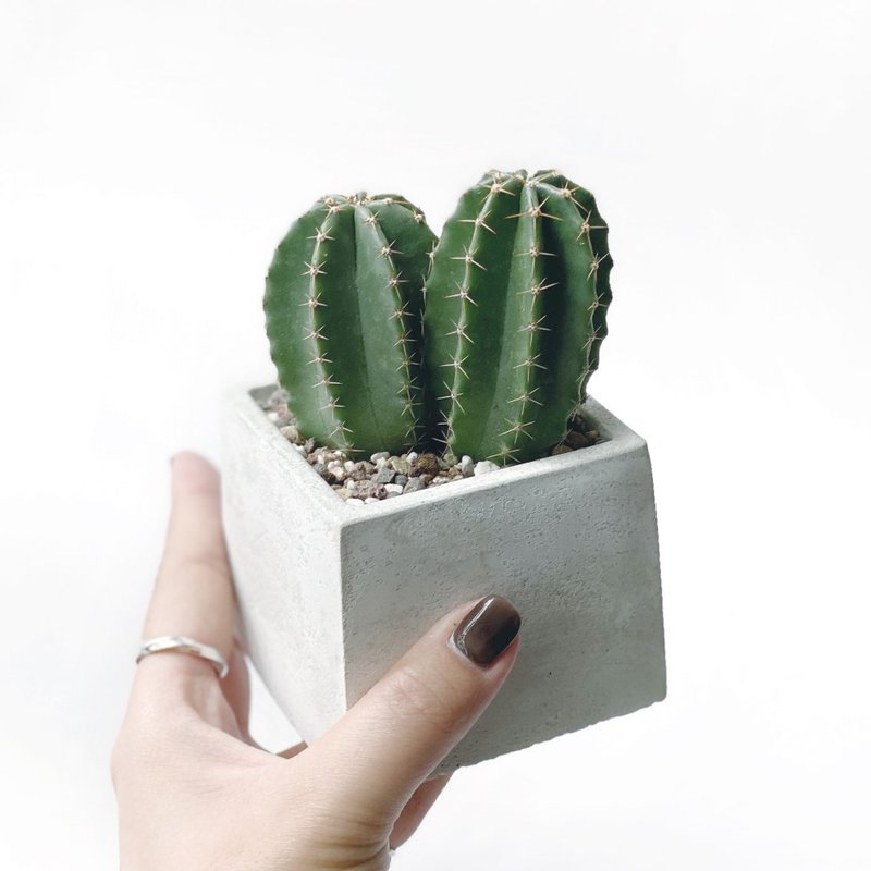 (Spot) Pure gray series | Great Buddha Hall cactus square pure gray Cement cactus planting - ตกแต่งต้นไม้ - พืช/ดอกไม้ สีเทา