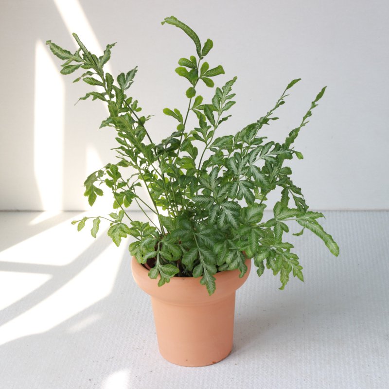 植栽 盆栽 l 銀脈鳳尾蕨 冰淇淋杯陶盆 蕨類植物  室內室外好照顧 - 盆栽/植栽 - 陶 