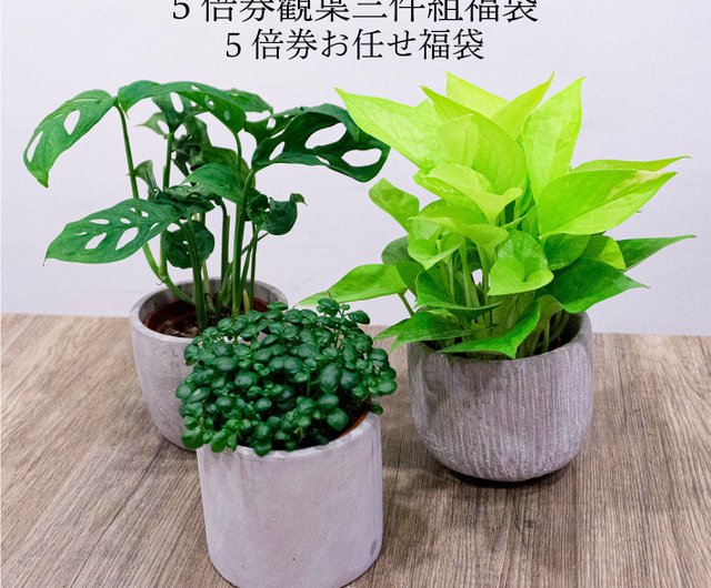 観葉植物は、3ピースセット屋内植栽屋外植栽ギフトを選択しました