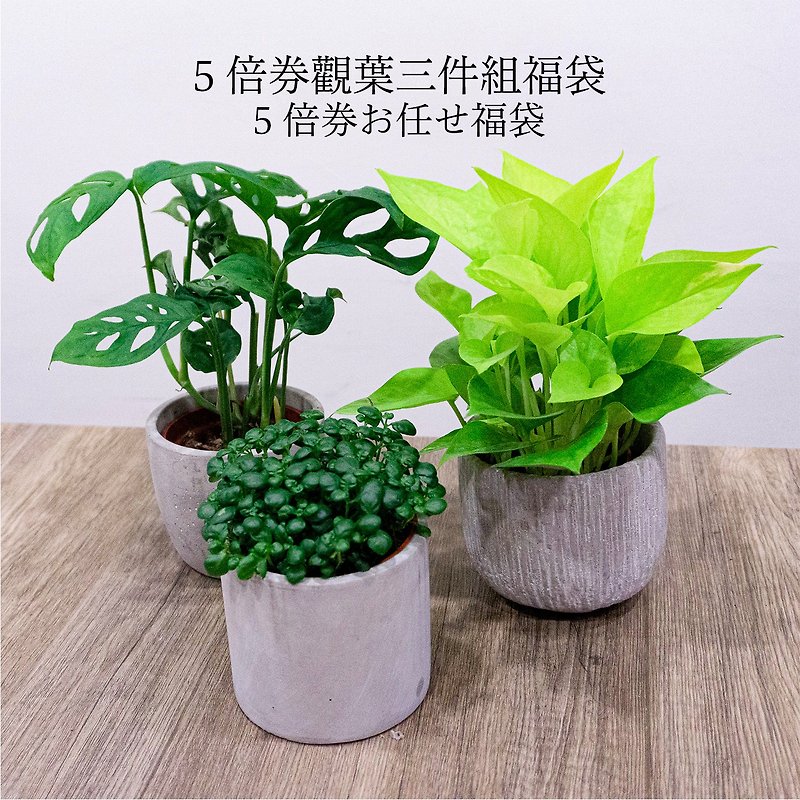 Foliage Plants Selected Three-Piece Set Indoor Planting Outdoor Planting Gifts