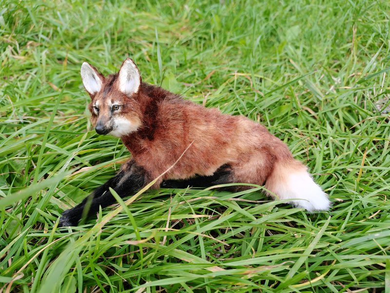 WOLF cub realistic animal stuffed! art doll poseable Made-to-order - 公仔/玩偶 - 其他人造纖維 多色