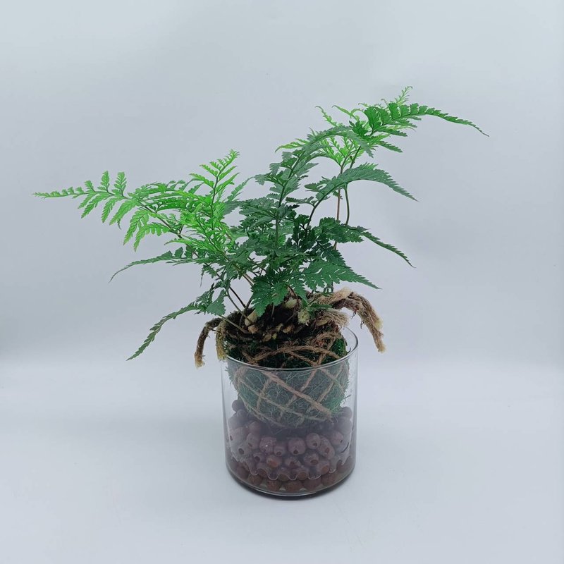 Moss ball plant, rabbit's foot fern, indoor plant, lazy potted fern - Plants - Plants & Flowers 