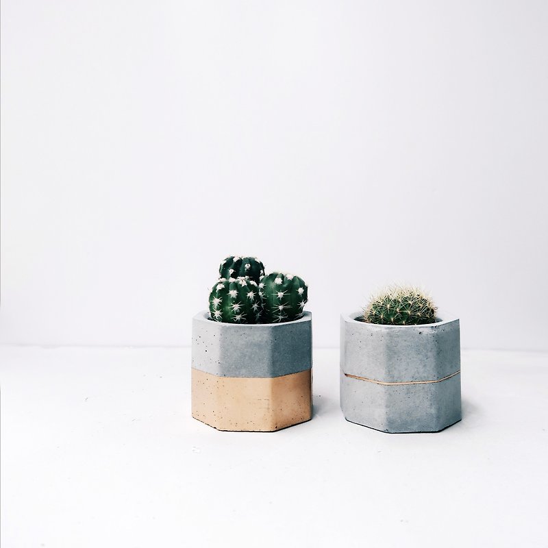 GOLDEN JUBILEE | Succulent / Cactus Cement Potted Plant Gift Box (Including Plants) - ตกแต่งต้นไม้ - ปูน สีทอง