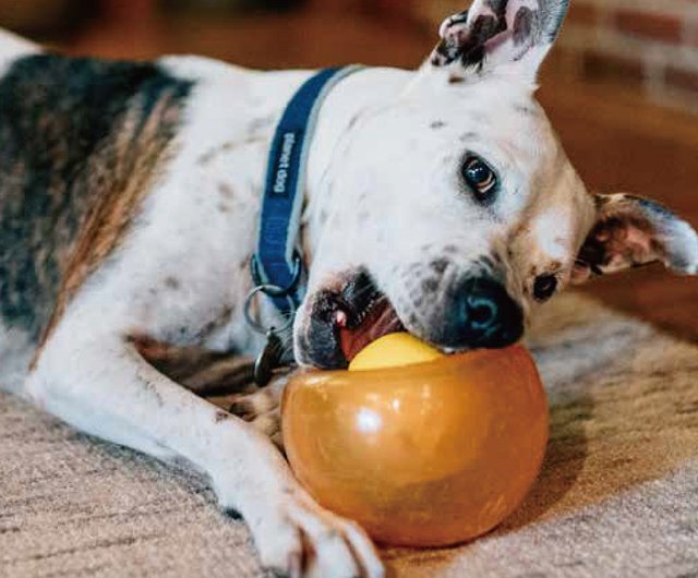 Planet Dog Orbee-Tuff Snoop Dog Treat Dispenser from Outward Hound Review!  