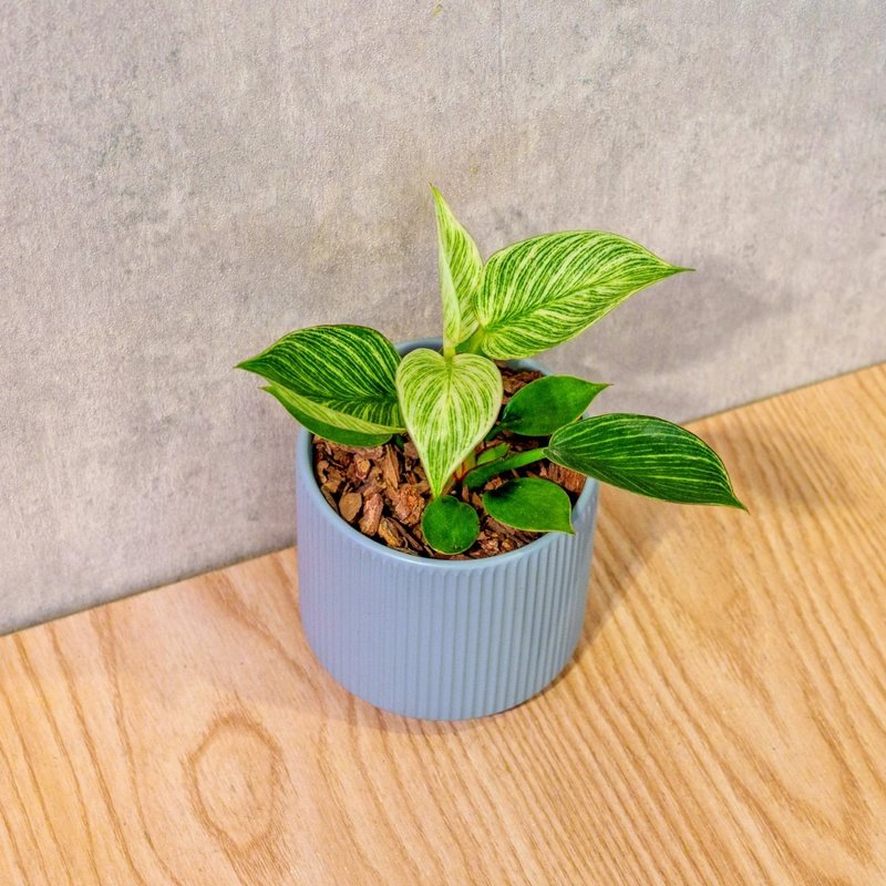 鉑金蔓綠絨 莫蘭迪色系直紋陶盆 室內植物 觀葉植物 禮物 盆栽 - 盆栽/植栽 - 植物．花 藍色