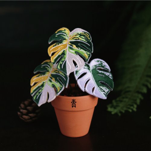 モンステラ　　観葉植物 観葉植物 モンステラ 3号 オーセ 11 W 付き | 観葉植物なら