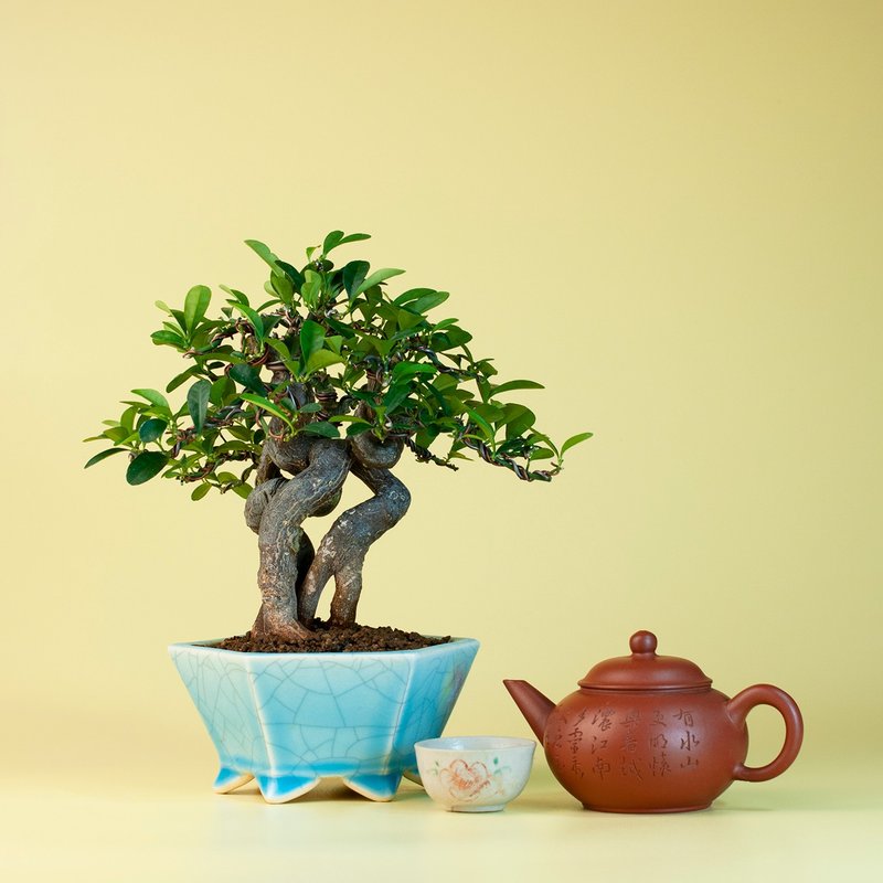 【花果植物】金豆柑 小品盆景 多幹樹型 盆栽 盆景 - 盆栽/植栽 - 植物．花 