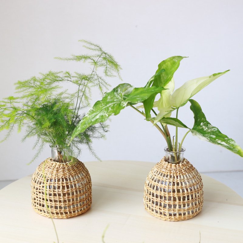 Hydroponic Planting│Marbled Taro_Indoor Plants Office Potted Plants Potted Plants Hydroponics - Plants - Glass 