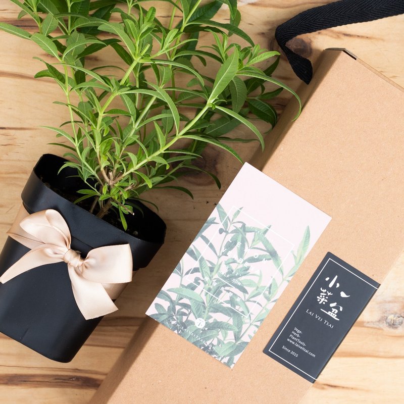 Lemon Verbena - Vanilla Gift - ตกแต่งต้นไม้ - พืช/ดอกไม้ สีเขียว