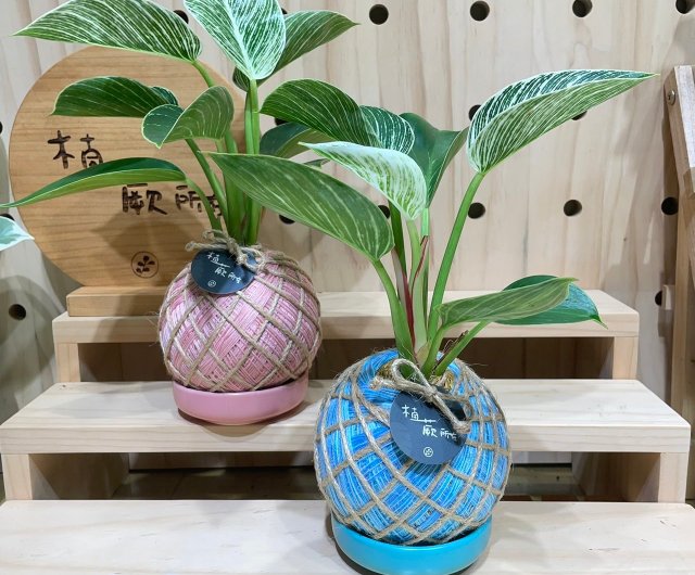 ★苔玉用台 吸水 木製層状苔玉鉢ホルダー 傷汚れあり a0412 ☆苔玉用台 吸水 木製層状苔玉鉢ホルダー 傷汚れあり a0412 予約