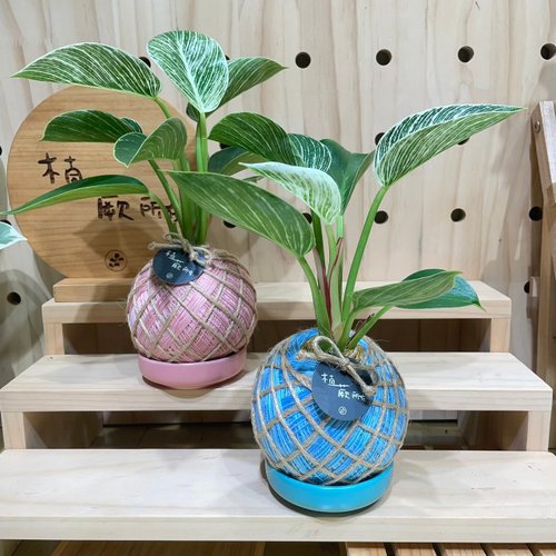 植蕨所在 水苔球植物設計館 植蕨所在 鉑金蔓綠絨 水苔球 水苔球植物 觀葉植物 室內擺設