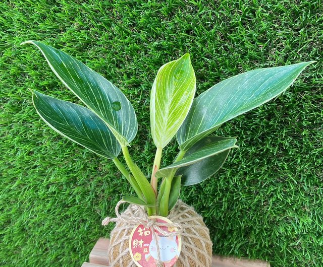 プラチナグリーンベルベット 水苔玉 水苔玉 植物 観葉植物 シダ