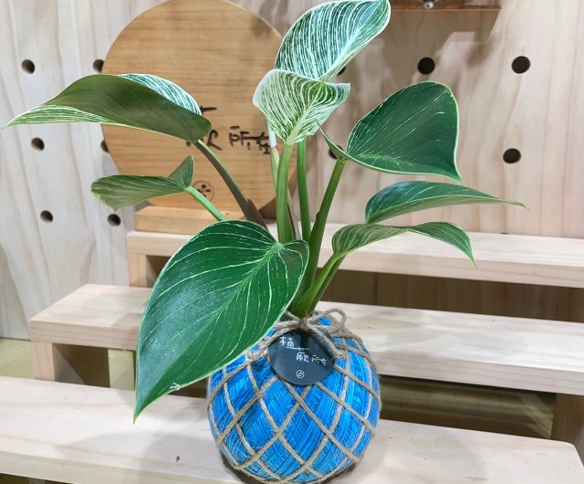 ★苔玉用台 吸水 木製層状苔玉鉢ホルダー 傷汚れあり a0412 ☆苔玉用台 吸水 木製層状苔玉鉢ホルダー 傷汚れあり a0412