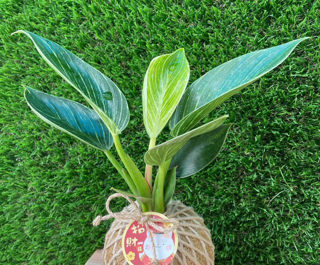 ★苔玉用台 吸水 木製層状苔玉鉢ホルダー 傷汚れあり a0412 toy13553_4_720x.jpg