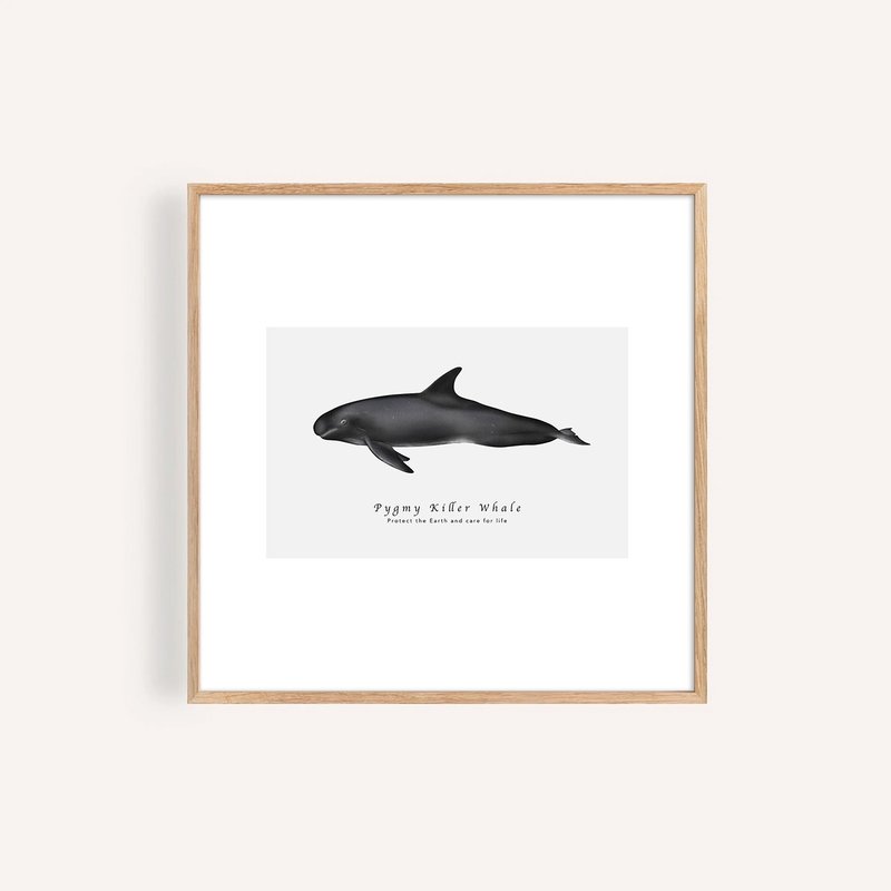 小虎鯨 Pygmy Killer Whale / 海洋動物插畫掛畫 / 藝術無框輸出 - 海報/掛畫/掛布 - 紙 