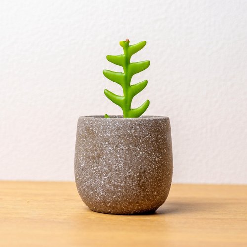巧繪網植物館 鯊魚劍 桌上型水泥盆栽 觀葉植物 禮物 盆栽 交換禮物 辦公室小物