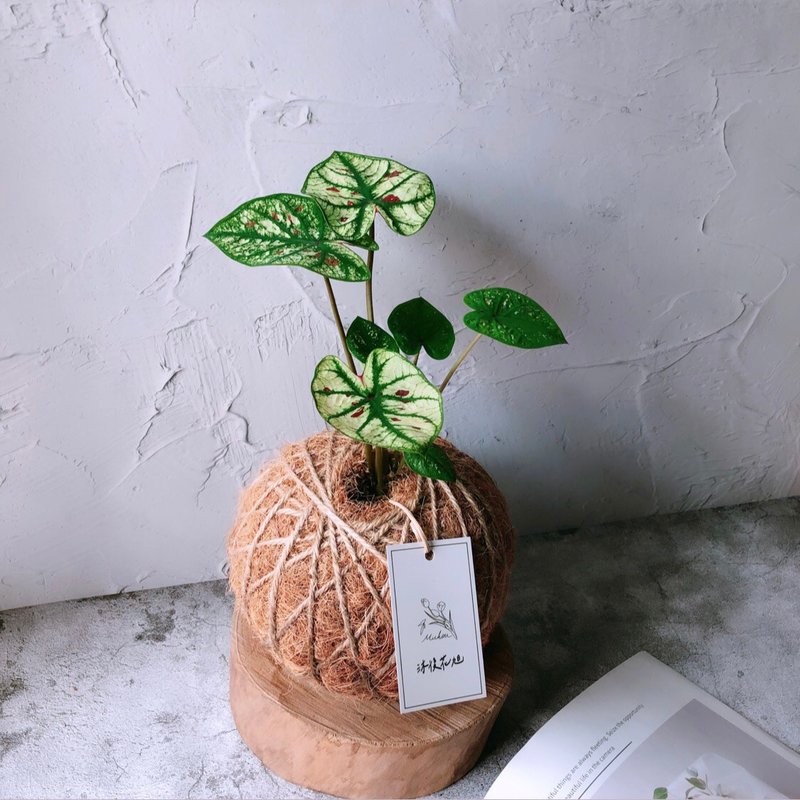 大苔球 彩葉芋 植栽 室內植物 - 盆栽/植栽 - 植物．花 