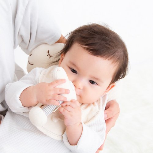 Y-1369 100% Organic Cotton Sheep Mini Sty [Sheep Collection