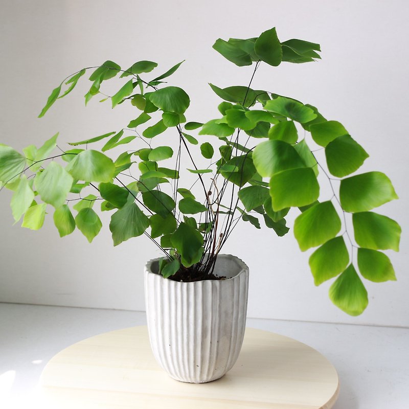 Planting potted l Peruvian silver coin iron wire fern leaves beautifully turned indoor plants office potted plants - ตกแต่งต้นไม้ - ปูน 